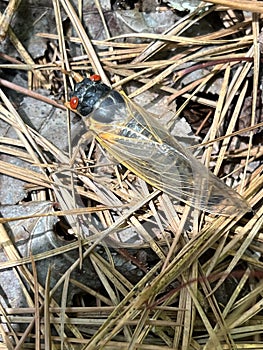 13 Year Red Eye Cicada Bug - Periodical cicadas - Magicicada - Morgan County Alabama USA photo