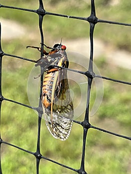 13 Year Red Eye Cicada Bug - Periodical cicadas - Magicicada - Morgan County Alabama USA photo