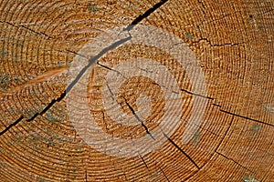 Year Rings on Tree Trunk photo