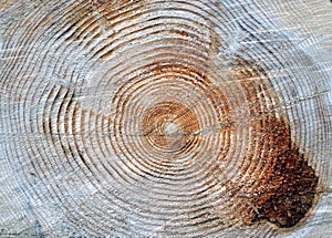 Year Rings on Tree Trunk photo