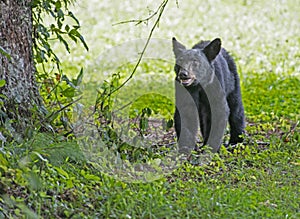 A yearling Black Bear checks out cherries that have fallen to the ground.