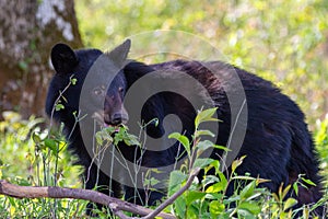 Yearling Black Bear feeding in the Spring