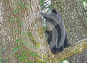 A yearling Black Bear cub waits on mom in the forks of a tree.