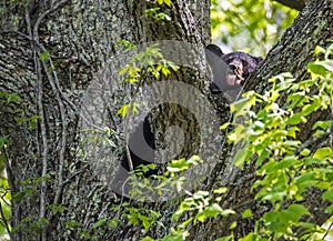 A yearling Black Bear sits in a tree fork, sticks his tongue out.