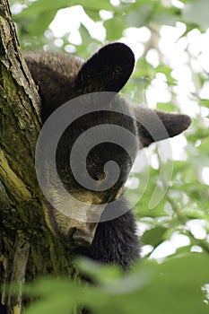 Yearling black bear sleeping in a tree