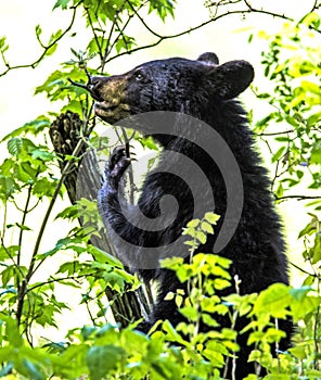 A yearling Black Bear stands chewing on a twig.