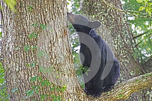 A Yearling Black Bear stands in a tree waiting for mom to feed.