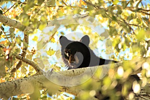 Yearling Black Bear