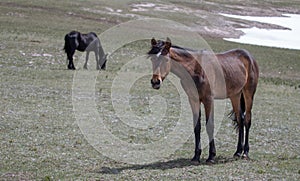 Yearling blood bay colt wild horse in the Pryor Mountains Wild Horse Range in the western USA