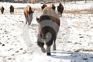 Yearling Buffalo Bison Leads The Pack