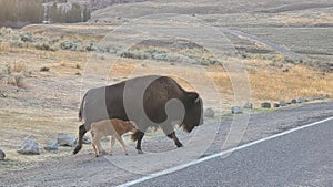 Yearling Buffalo wyoming photo