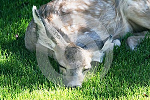 Yearling Mule Deer photo
