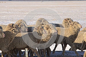 Yearling sheep run along fenceline