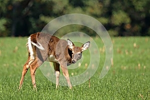 Yearling Whitetail Fawn