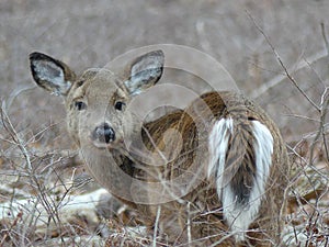 Yearling, Young White Tailed Deer in the Forest