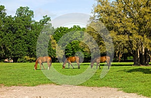 Yearlings grazing at a horse farm in florida photo