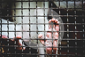Yearning for Freedom: Monkey's Hand Holding the Cage