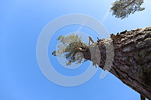 Yearning for the sun