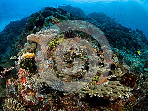 Coral Reef. yearnÃÂ·ing