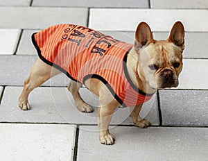 7-years-Old Red Tan Male French Bulldog Dressed Up for Trick or Treat photo