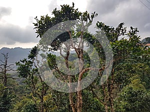 400 years tea of Phongsali province, Laos photo