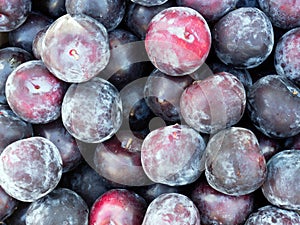 Yeast Bloom on Ripe Red and Purple Plums