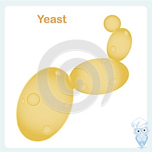 Yeast cell illustration. Stock vector illustration food ingredient, for biological education,