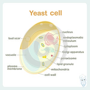 Yeast cell scheme for biological lessons art design stock vector illustration