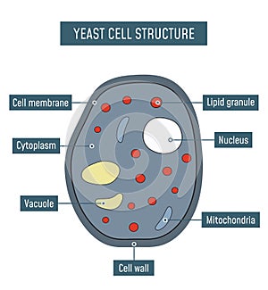 Yeast Cell Structure