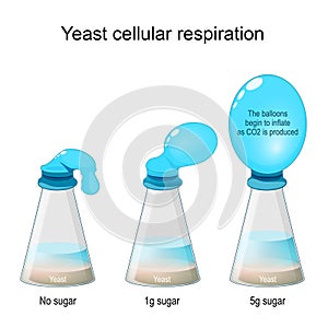 Yeast Cellular Respiration Lab. Bottle Balloon Experiment photo