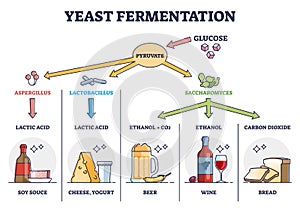 Yeast fermentation process principle for drinks and food outline diagram