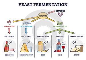Yeast fermentation process principle for drinks and food outline diagram photo