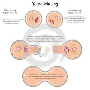 Yeast Mating vector illustration diagram