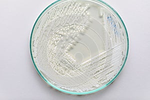 Yeast in petri dish for education in laboratories.