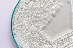 Yeast in petri dish for education in laboratories.