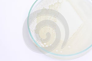 Yeast in petri dish, Microbiology for education.
