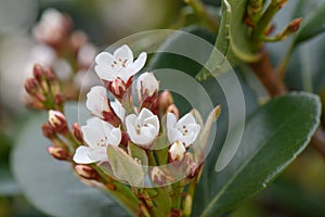 Yeddo hawthorn Rhaphiolepis umbellata, white flowers photo