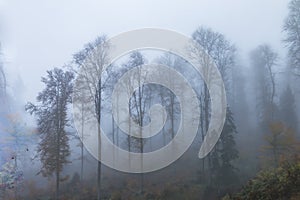 Yedigoller Milli ParkÄ± Foggy forest