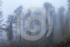 Yedigoller Milli ParkÄ± Foggy forest