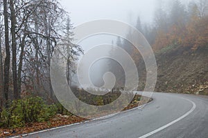 Yedigoller Milli ParkÄ± Foggy forest