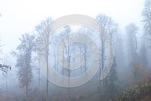 Yedigoller Milli ParkÄ± Foggy forest