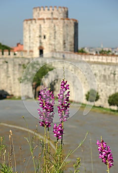 Yedikule Walls