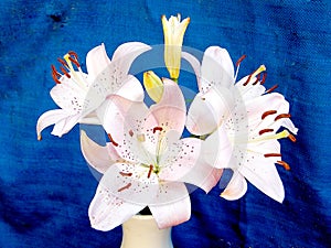 Or Yehuda Bouquet of lilies 2010