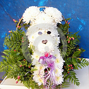 Or Yehuda chrysanthemum dog 2010