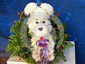 Or Yehuda the chrysanthemum dog 2010