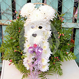 Or Yehuda chrysanthemum dog bouquet 2010
