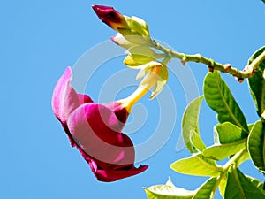 Or Yehuda flower of Mandevilla sanderi 2010