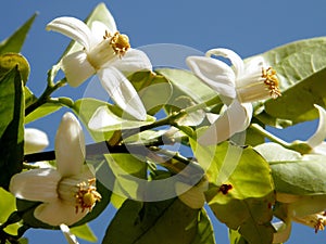 Or Yehuda the Grapefruit flower 2011