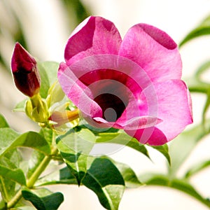 Or Yehuda Mandevilla sanderi flower 2010