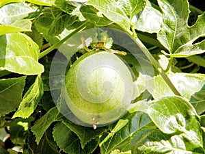 Or Yehuda Passiflora 2010